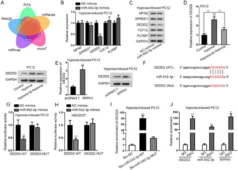 β Asarone Protects Pc12 Cells Against Hypoxia Induced Injury Via