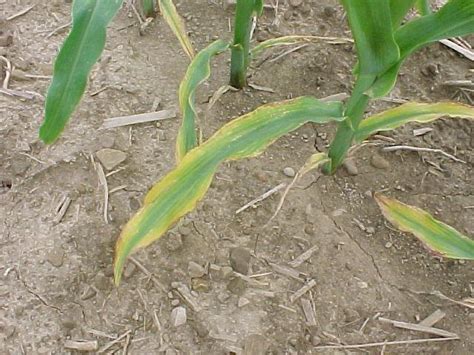 Assessing Nutrient Availability For Corn