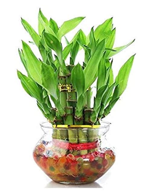 HOW TO GROW LUCKY BAMBOO IN POTS My Home Garden