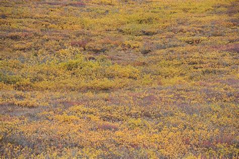 Autumn Alaska Taiga Autumn Moss Photo Background And Picture For Free