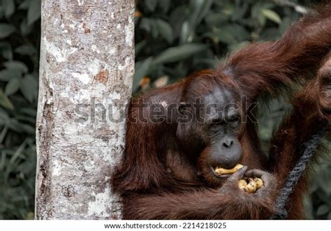 Orangutan Eating His Food Looking Camera Stock Photo 2214218025 ...