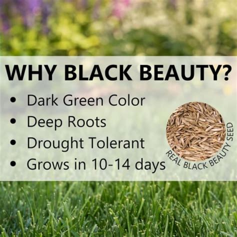 Jonathan Green Black Beauty Sun And Shade Grass Seed Mixture 50lb 1 Kroger