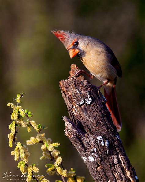 Northern Cardinal, Female - Dean Newman Photography