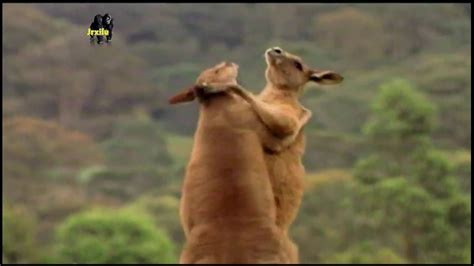 Ficha Técnica do Canguru Peso Altura Tamanho e Imagens Mundo Ecologia