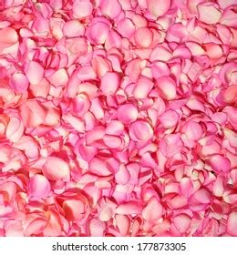 Pink Rose Petals Background Stock Photo 177873305 | Shutterstock