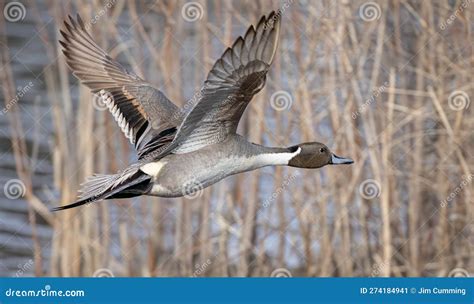 A Northern Pintail Duck Male Anas Acuta Taking Flight Over A Local