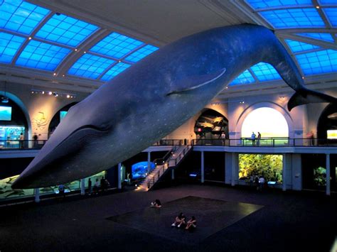 Get Vaccinated Under the Blue Whale at the American Museum of Natural History