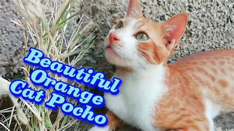 Cute Cats Have The Most Special Relationship With Their Owner Orange