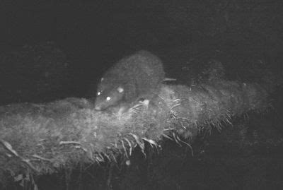 Meet New Guinea's Subalpine Woolly Rat, Photographed And Documented In ...