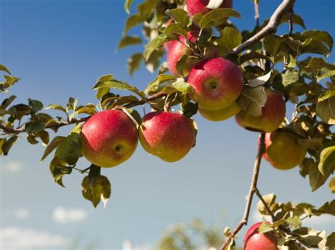 Junifall Warum Obstb Ume Im Sommer Ihre Fr Chte Abwerfen