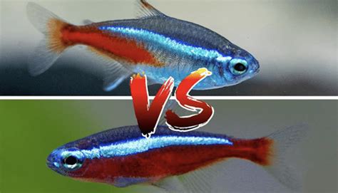 Neon Tetra vs Cardinal Tetra