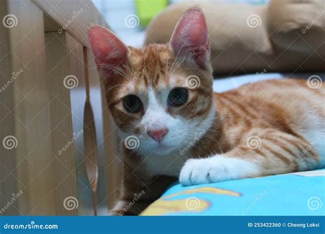 Orange Tabby Ginger Cat Lying Down Looking In Camera Stock Photo