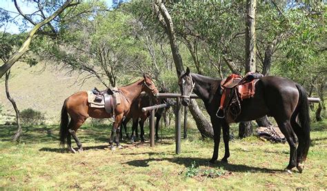 Long Plain Hut Campground Learn More Nsw National Parks