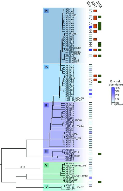 Phylogenetic Analysis Of The SAR11 Clade Illustrating Relationships