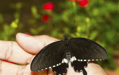 El Verdadero Significado De Las Mariposas Negras