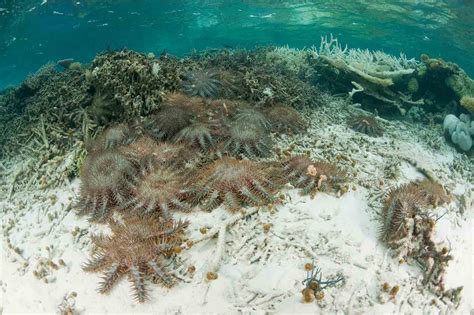 El cambio climático amenaza los arrecifes de coral WWF