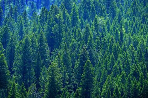 Lush Green Pine Forest On Mountainside Healthy Environment Stock Photo