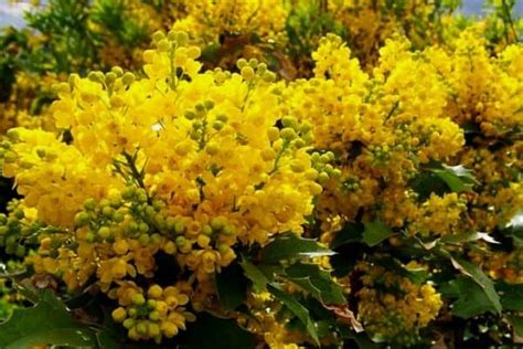 Identify Yellow Flowering Shrubs | Best Flower Site