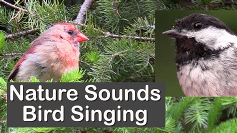 Nature Sounds Bird Singing YouTube