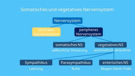 Nervensystem Mensch Aufbau Und Unterteilung Mit Video Mit