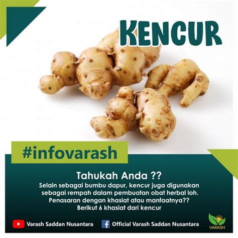 Manfaat Kencur Bagi Kesehatan Varash