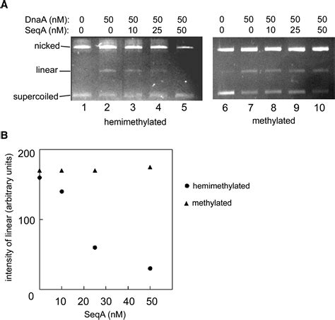 Seqa Blocking Of Dnaa Oric Interactions Ensures Staged Assembly Of The