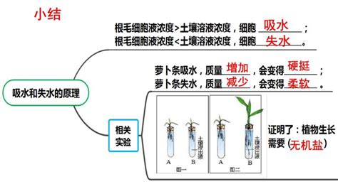 2022年中考北师大版生物复习课件 第三单元《绿色植物与生物圈的水循环》 教习网课件下载