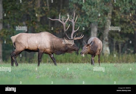 Bull Elk in the meadow with large antlers Stock Photo - Alamy