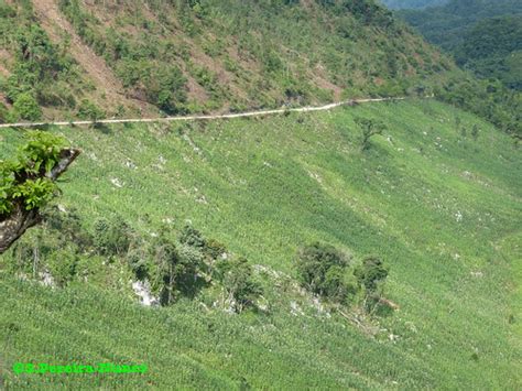 The Steep Road To Lanquin Planted With Corn Guatemala Flickr