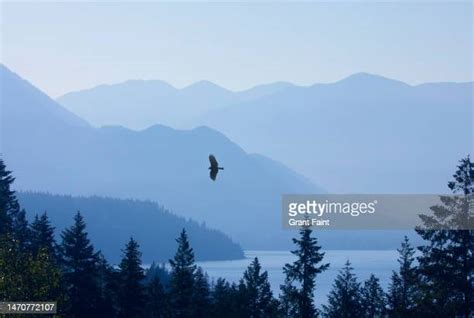 Plains Animals Photos and Premium High Res Pictures - Getty Images