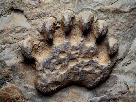 Fossilized Dinosaur Footprint With Distinct Toes Embedded In Rock Premium Ai Generated Image