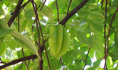 Star Fruit Tree: Growing Unique Tropical Fruit - Epic Gardening