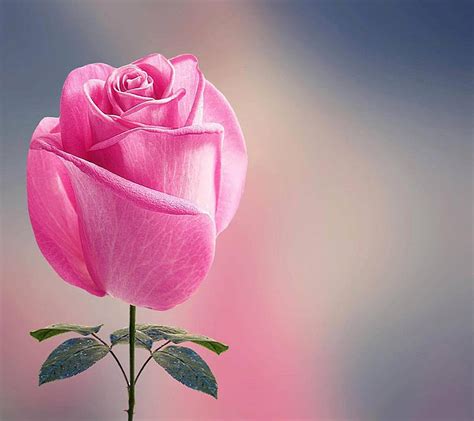 P Descarga Gratis Hermosa Rosa Hermosa Rosa Fondo De Pantalla