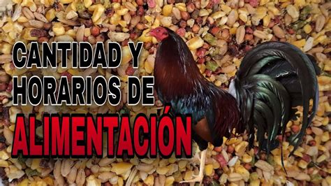 Descubre qué comen los gallos de pelea guía completa y consejos