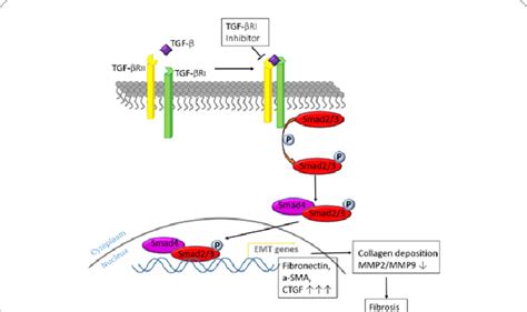 Dhea Induced Ovarian Hyperfibrosis Is Mediated By Tgf β Signaling