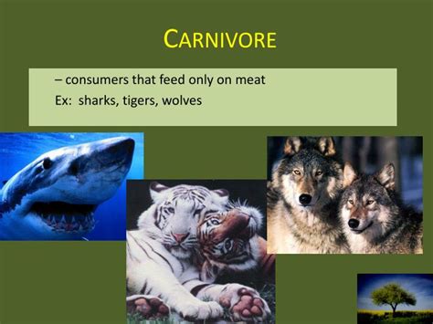 Ppt Ecology 101 Powerpoint Presentation Id2003136