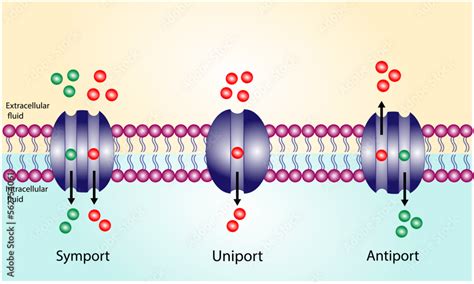 Membrane Transporters Of Ions And Molecules Across Cell Membranes