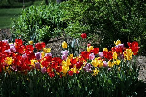 Springtime Tulips New England