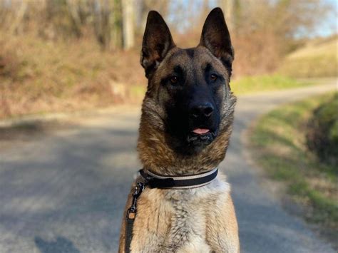 Chien Berger Malinois à adopter Petite Annonce chien