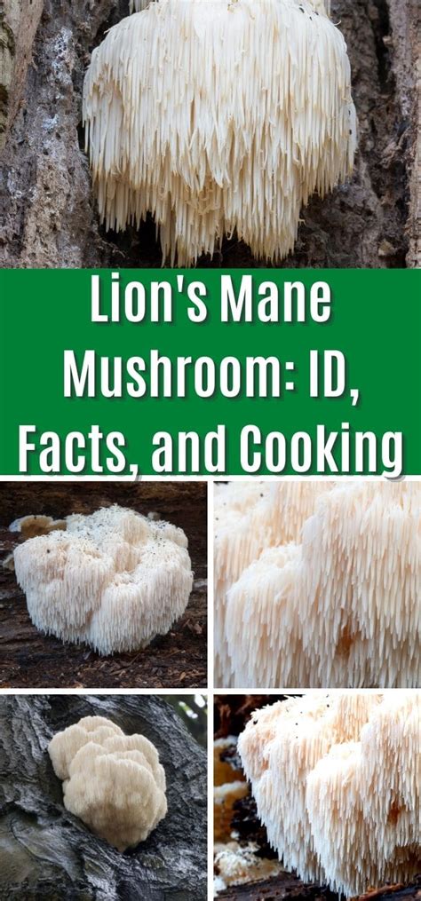 Lion's Mane Mushroom: Identification, Foraging, and Recipes - Mushroom ...