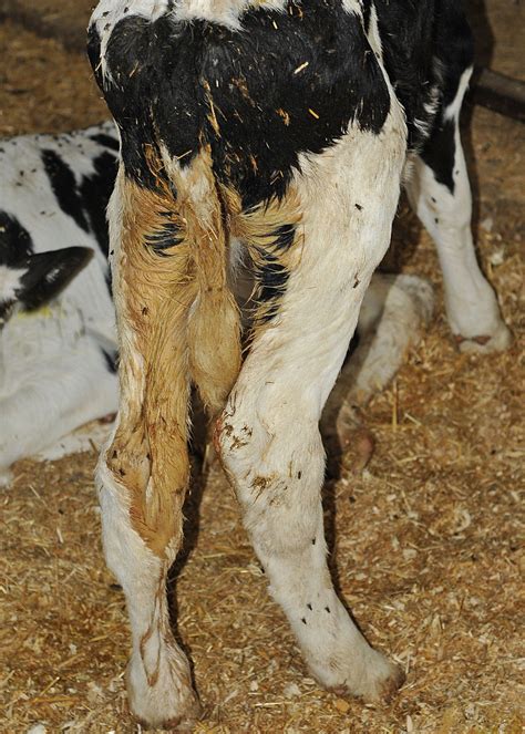 Cryptosporidium Parvum What To Do When Your Calves Have It And How To