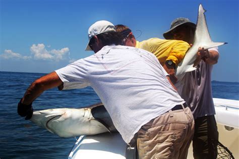 Tracking Apex Predators In The Gulf Of Mexico Texas A M Galveston Tx