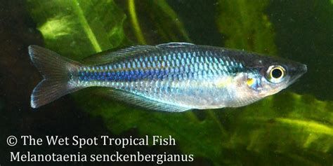 Aru Rainbowfish Melanotaenia Sp Aru Iv Senckenbergianus