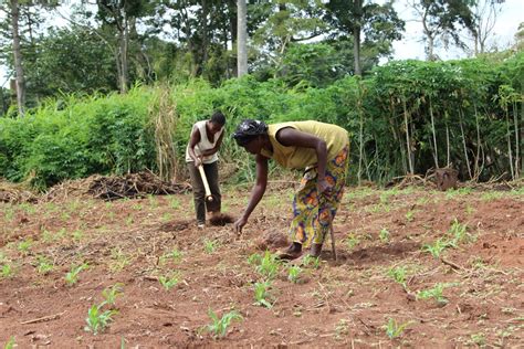 Organisation Des Nations Unies Pour L Alimentation Et L Agriculture