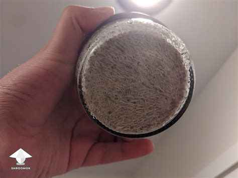 pf tek gallery  shroomok