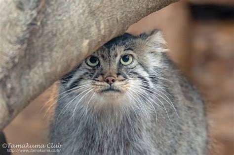 マヌルネコ好きが紹介する、マヌルネコに会える日本の動物園！ たまくま倶楽部