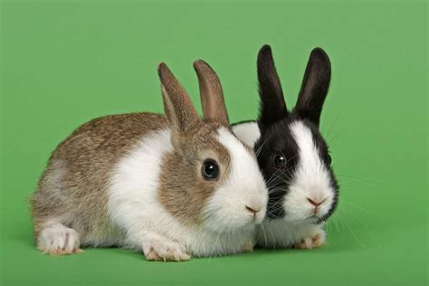 43 Rabbit Breeds to Keep as Pets