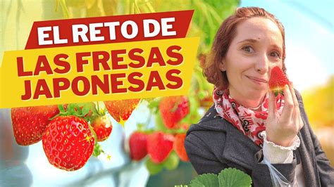 Cuántas fresas japonesas me como en 1 hora Experiencia única en