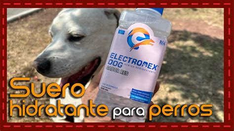 Que Tipo De Electrolitos Le Puedo Dar A Mi Perro