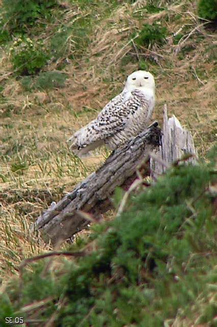 Snowy Owl Attu Island Alaska One Of Two Snowy Owls On Se Flickr